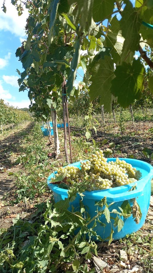 Vendemmia nei vigneti beneventani